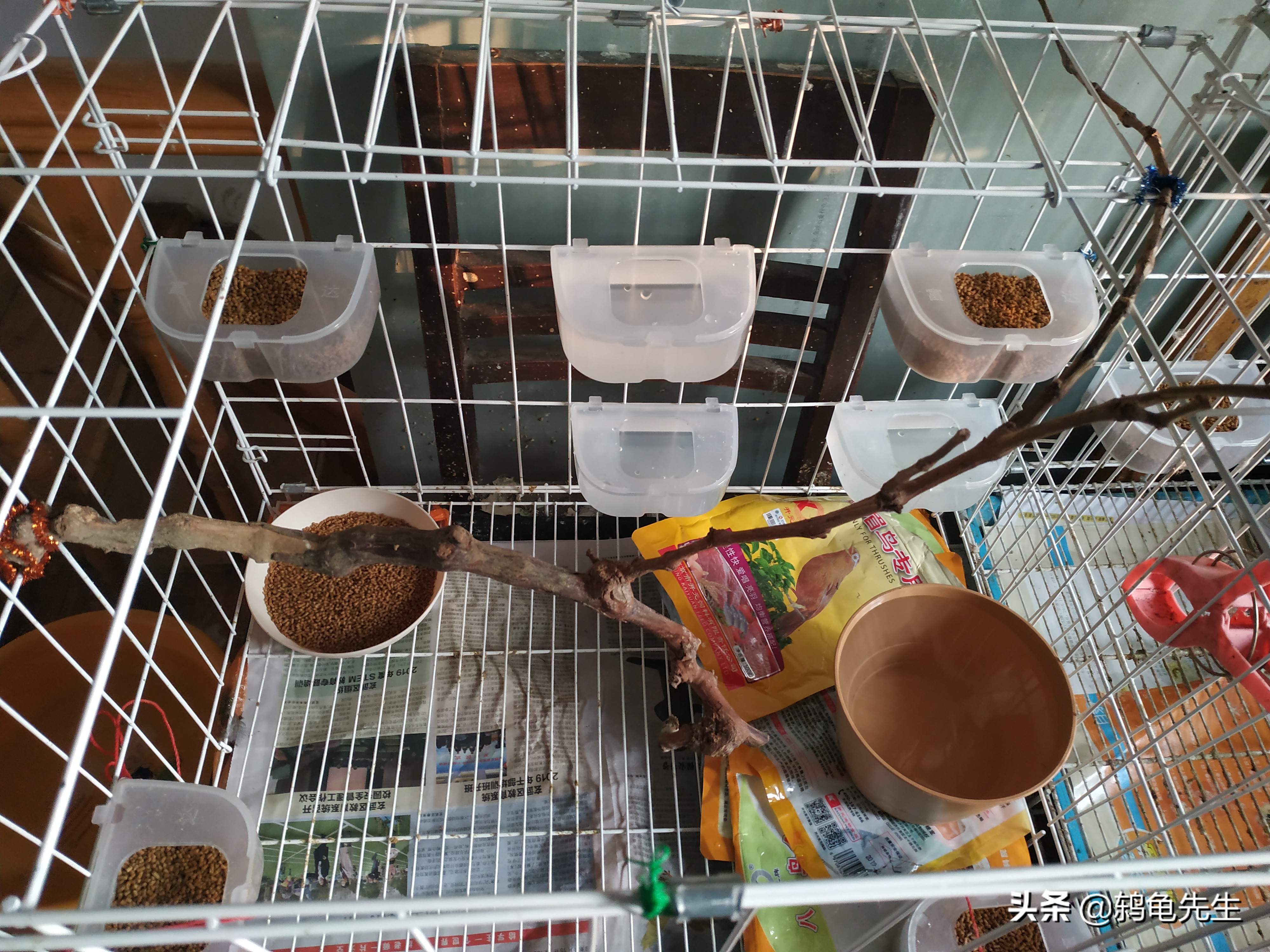 宠物鸟过年怎么带回家,出远门宠物鸟怎么办