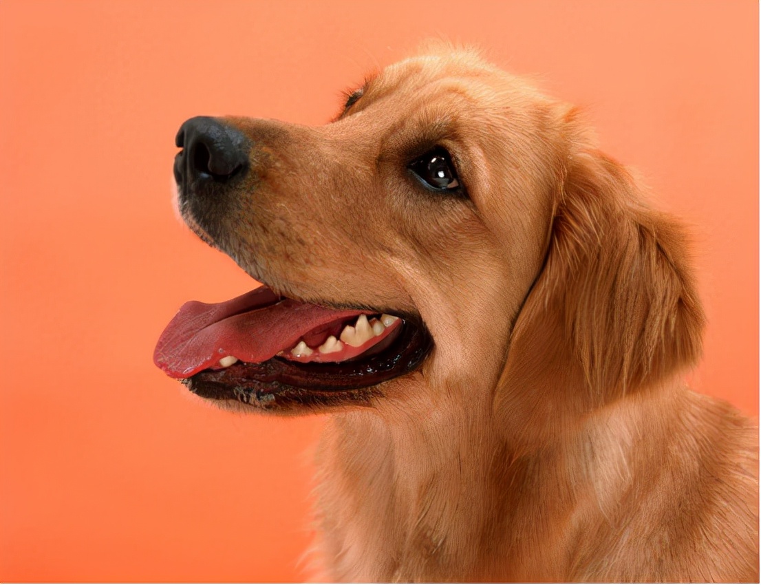 被狗咬伤打疫苗10年后就没事了吗,被狗咬伤打了疫苗还会有潜伏期吗