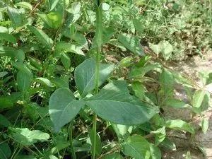 玉米地里很高的草,玉米和杂草对比图