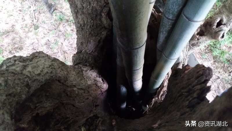 月桂树树龄,湖北五峰县千年桂花树