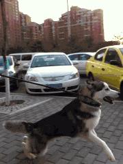 哈士奇萨摩金毛哪个好养,萨摩耶跟哈士奇阿拉斯加犬的区别