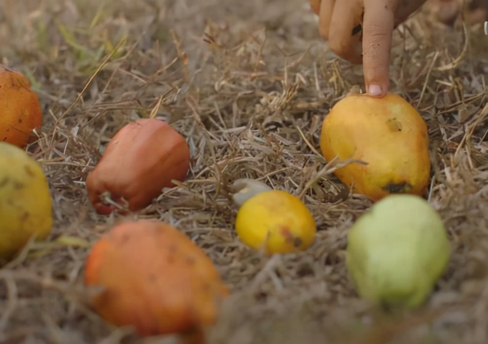 舌尖上的美食坚果,舌尖上的坚果有哪些