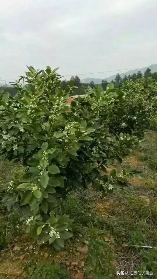 泰国红宝石青柚适合湖南种植吗,泰国红宝石青柚种植适宜温度