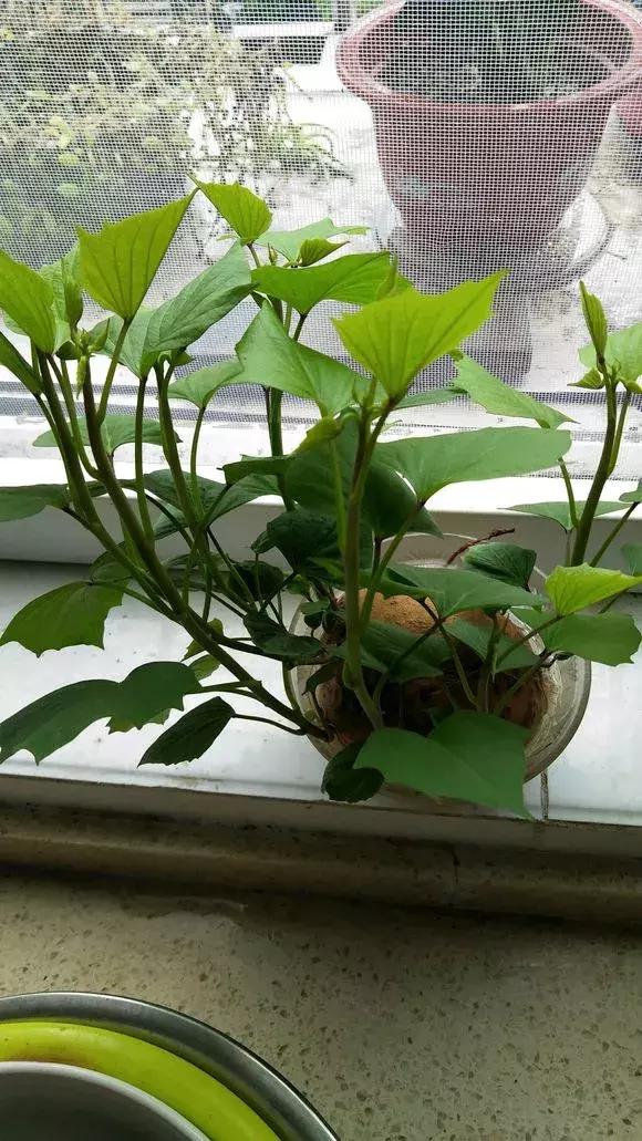 这6种菜根不要丢,哪4种菜根不能丢在家盆栽