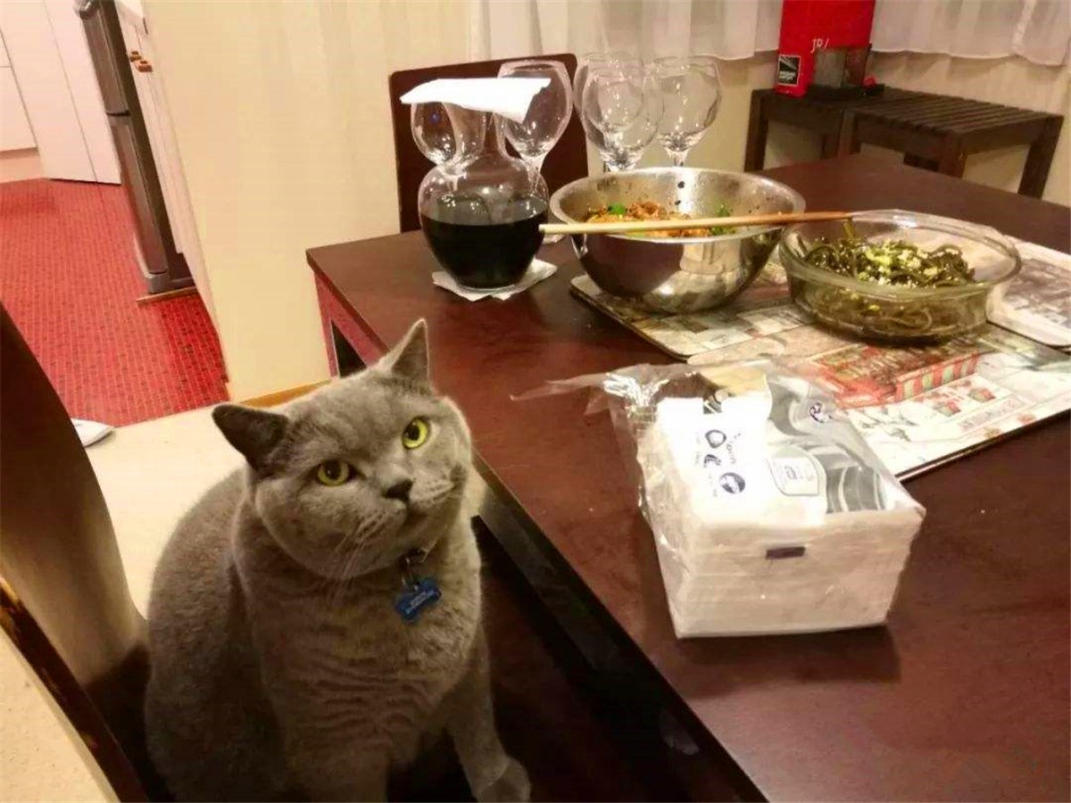 猫咪喂内驱药有什么危害吗,养猫知识猫咪驱虫注意事项