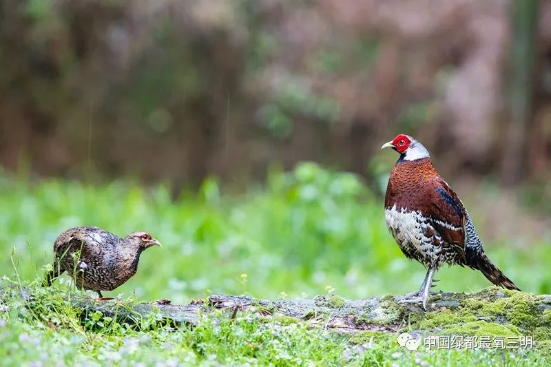 中国绿都三明旅游攻略,中国绿都乐购三明直播节明溪