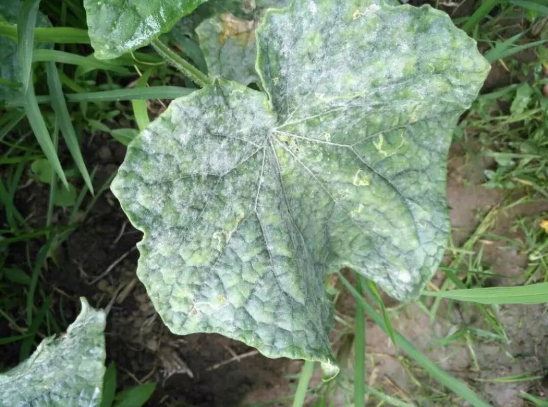 黄瓜瓜条病害图谱详解,黄瓜病害图谱和防治黄瓜药害