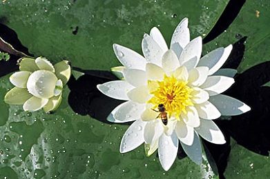 废弃大水缸养睡莲,旧水缸养睡莲可以放养什么小鱼