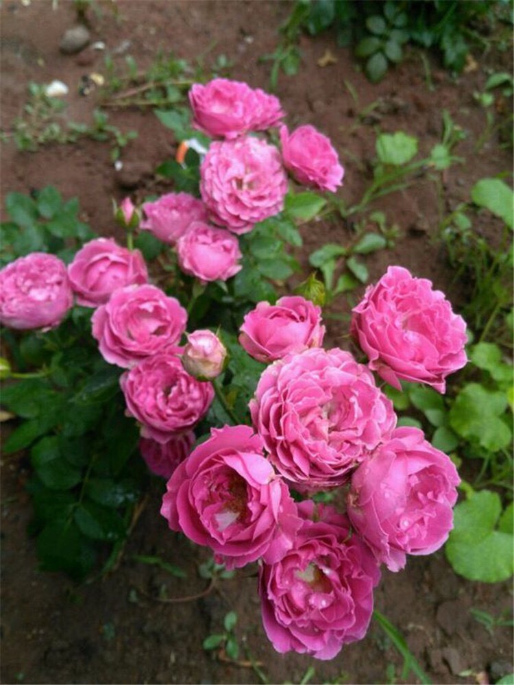 月季不长了怎么办,月季不长花苞如何修剪