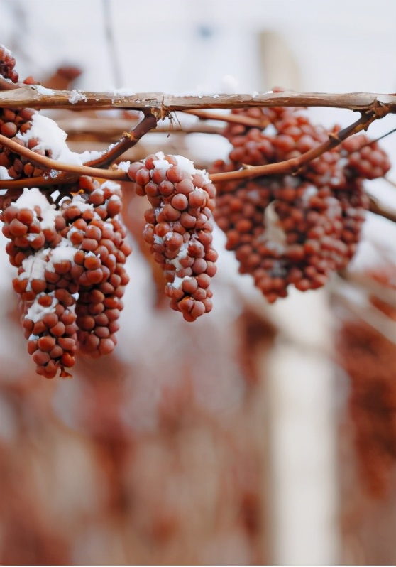 一年从中国赚走60亿！澳大利亚的葡萄酒，这次恐怕要跌落神坛