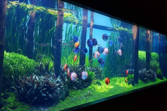 观赏鱼硝酸盐安全范围,鱼缸亚硝酸盐高对鱼有什么影响