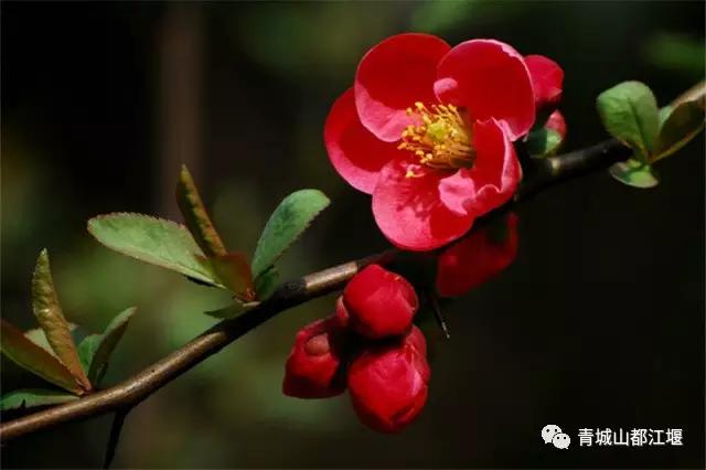 青城山熊猫谷都江堰一日游攻略,熊猫谷青城山都江堰一日游攻略