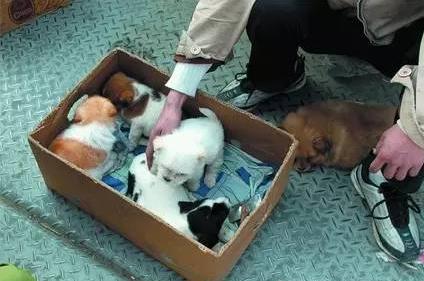 养狗买什么更划算,养狗买什么车最合适