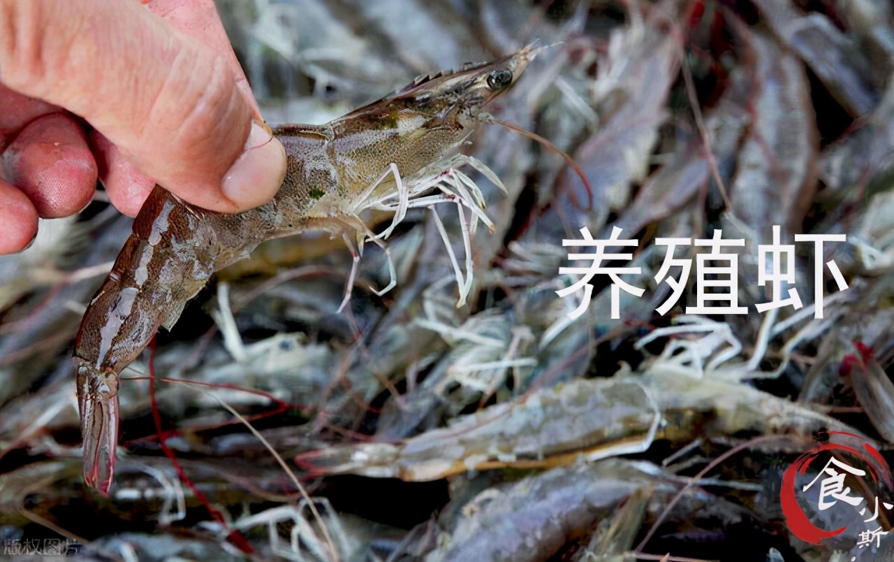 海捕虾和养殖虾的区别,买虾不可以挑大小吗