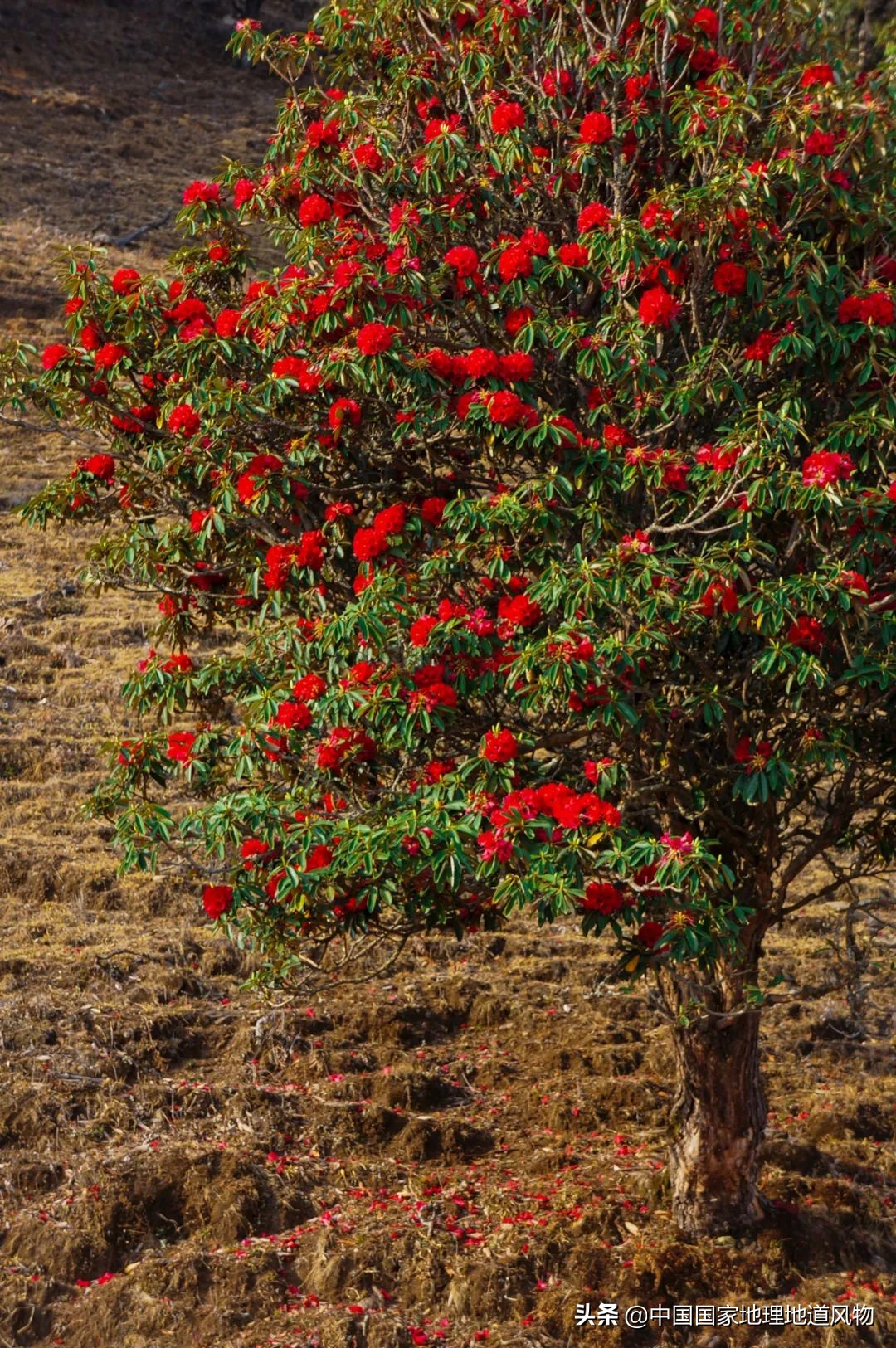 云南有个地方比大理丽江更出名,昆明风景为什么没有大理和丽江好