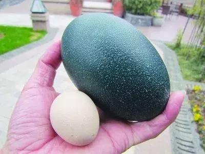 能致富的中药材品种,发家致富的神奇植物