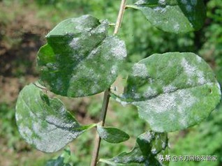 枸杞白粉虱,枸杞黑果病怎么治