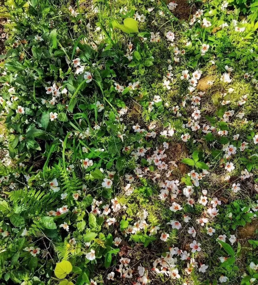 隐世原乡，又见桐花开。