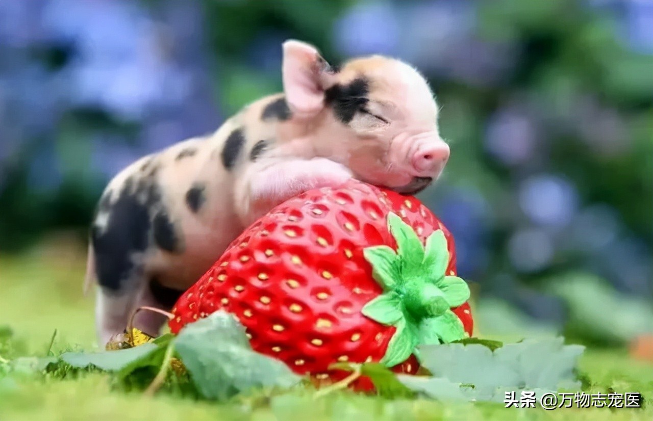 养猫养狗的乐趣,养猪养狗养猫养兔