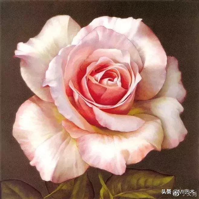 玫瑰花素描临摹高清图片,素描教程画花朵