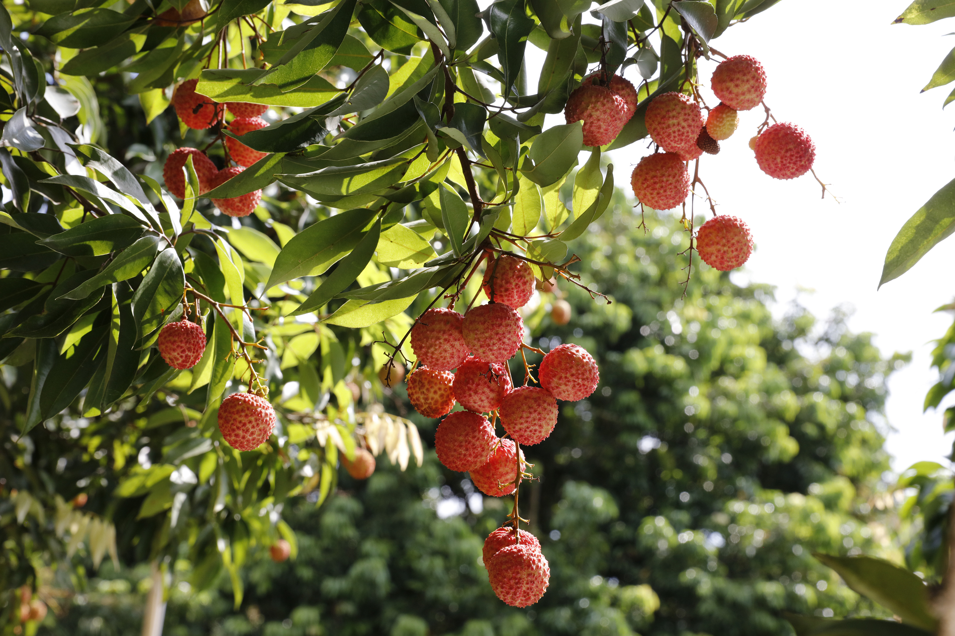 荔枝助农增收,荔枝助农大丰收