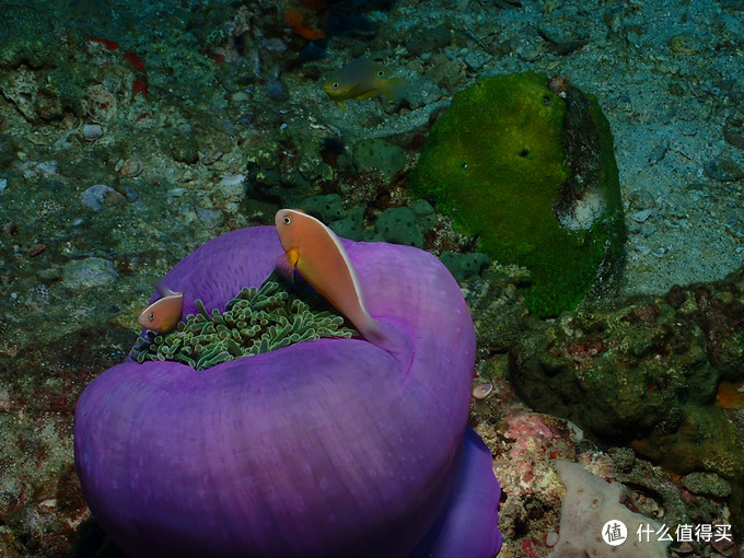 普吉岛aida考证,普吉padi潜水考证