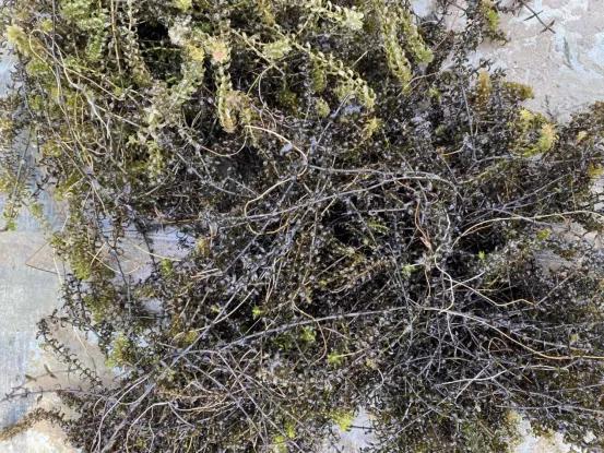 对虾养殖怎样处理夜光虫,水色发黑南美白对虾养殖技术