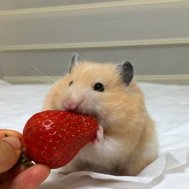 仓鼠春季注意事项,仓鼠春天要注意什么