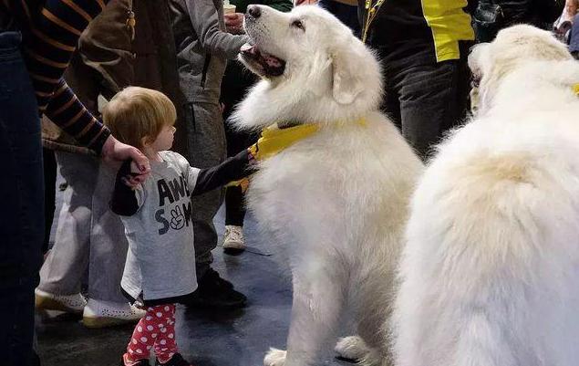 禁养犬名单公布你家狗在其中吗,土狗为什么列为禁养犬