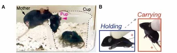 怎样催眠小猫咪,如何催眠一只小猫咪