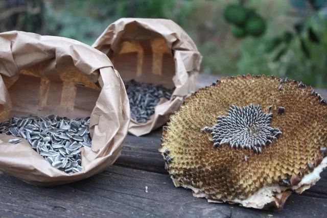 向日葵盆栽种植要晒太阳吗,向日葵盆栽能养几年