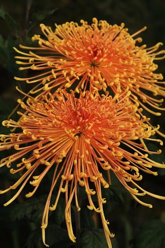 想弄清菊花的看过来，这里有你想要的答案