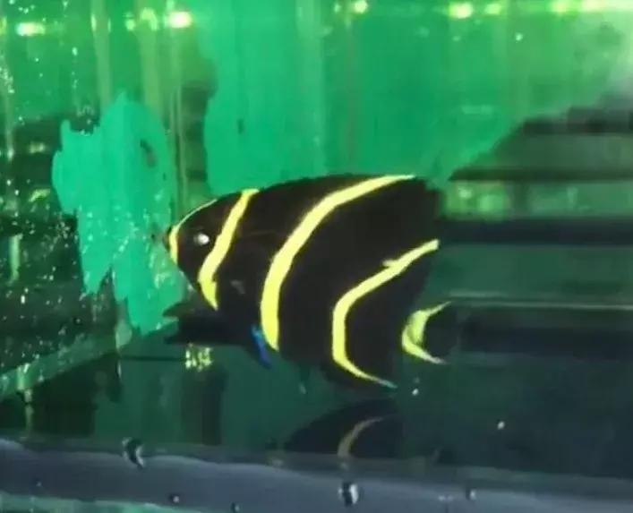 fot海水观赏鱼,fot鱼品种