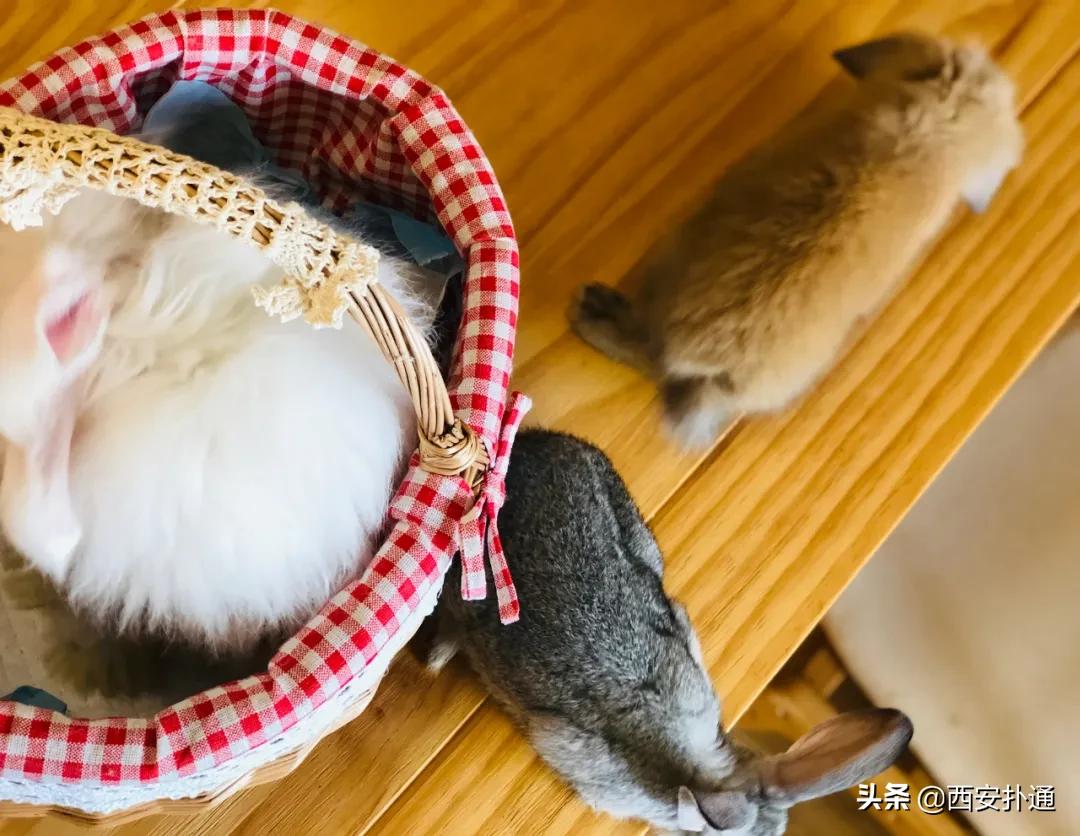 西安撸兔店,西安撸兔体验馆团购