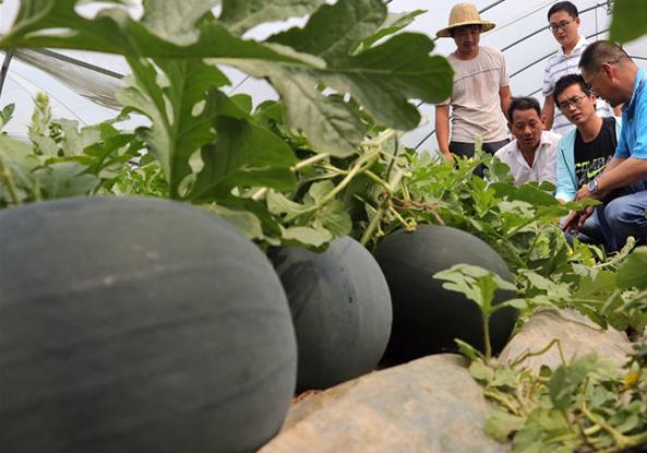 农民种水果卖不掉,农民种西瓜卖不出去