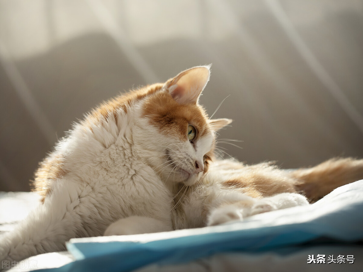 猫咪肥厚型心肌病推荐药,猫得了hcm肥厚型心肌病