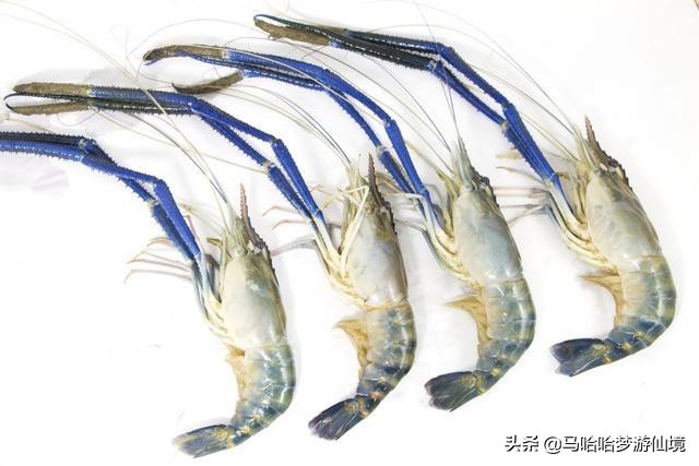继小龙虾后,又一个“淡水虾王”溜进中国,小龙虾总算有接班人了