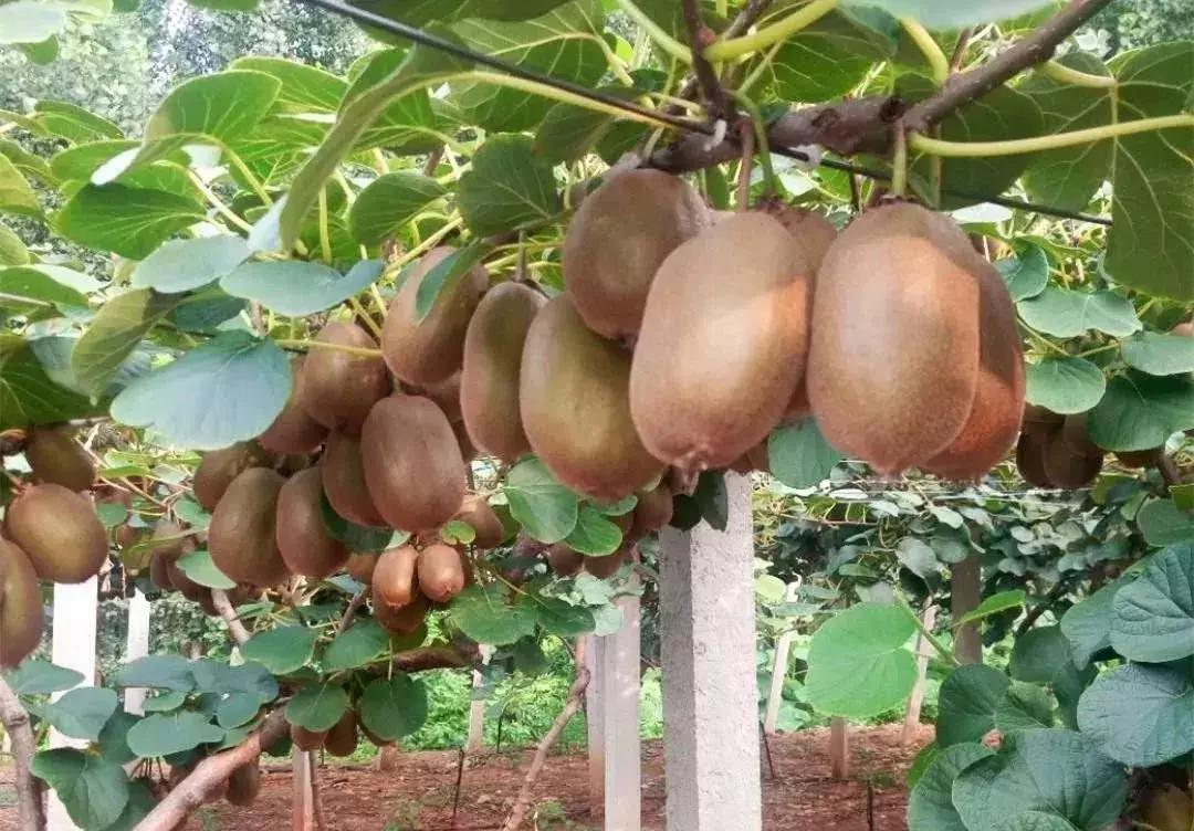 山东7月份有哪些水果可以采摘,山东10月份有什么水果可以采摘