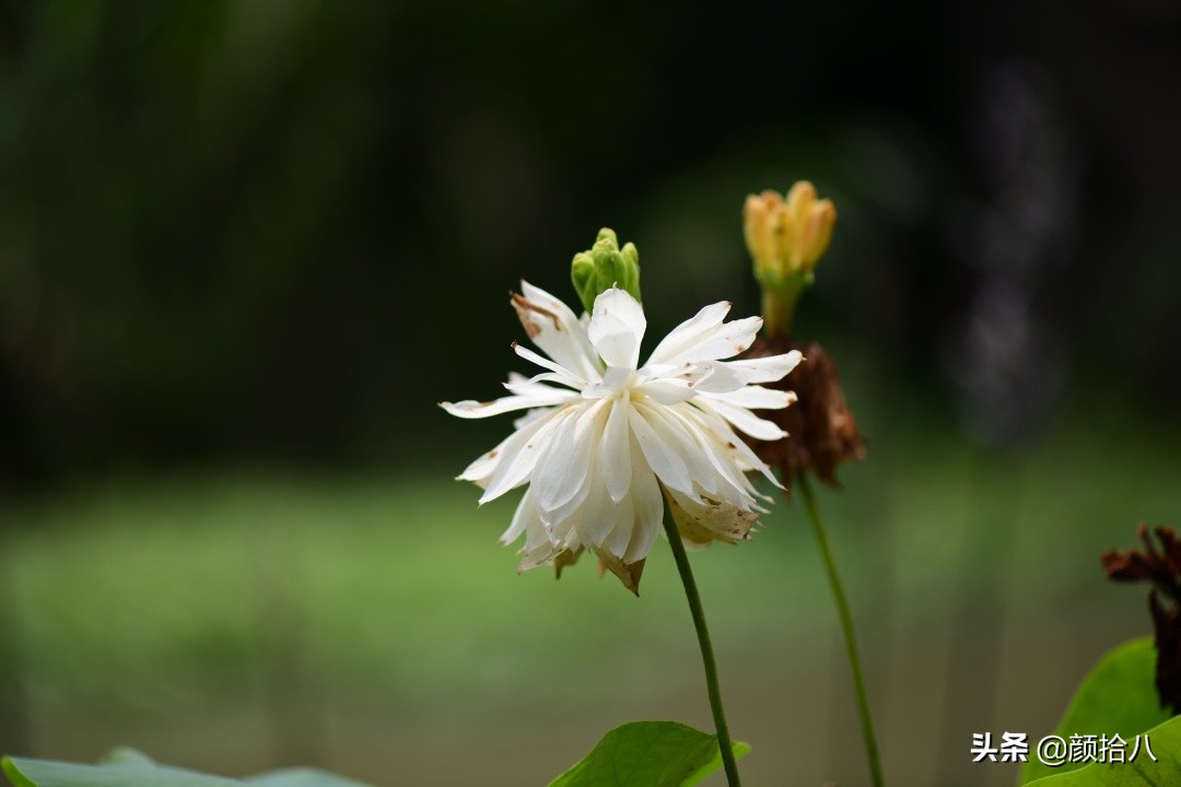 碗莲种藕生长到开花全过程,碗莲种植方法和时间图片