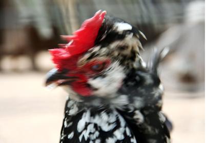 鸡甩鼻子打喷嚏是什么原因,鸡甩头是什么病