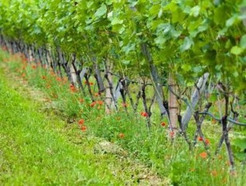 生态农业发展的十大模式,怎样发展生态农业