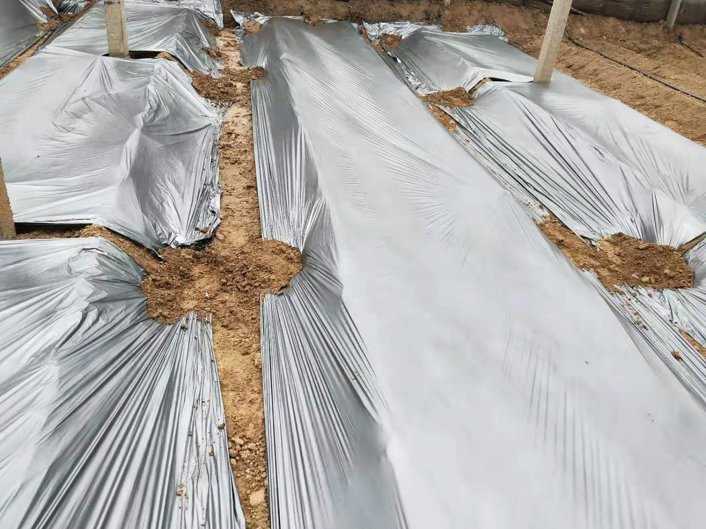 种植番茄盖地膜的正确方法图片,番茄种植地膜要不要全覆盖