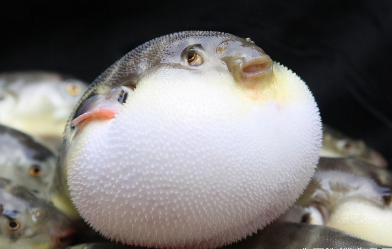 被蓝环章鱼咬了的幸存案例,被蓝环章鱼咬到的人昏迷视频