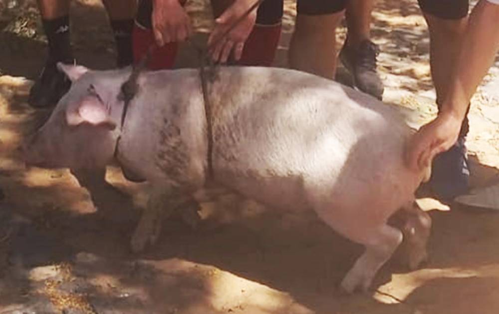 小罗奖杯,小罗欧冠奖杯