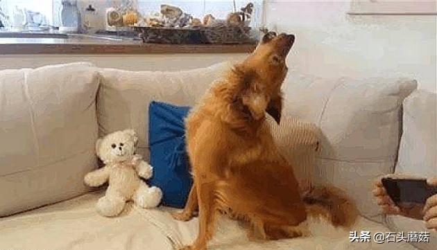 早上狗像狼嚎有什么预兆,狗突然嚎叫预示什么