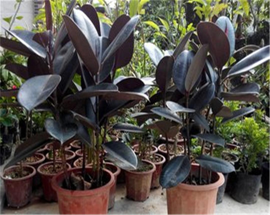 黑金刚橡皮树与绿金刚橡皮树区别,青叶橡皮树和黑金刚橡皮树一样吗