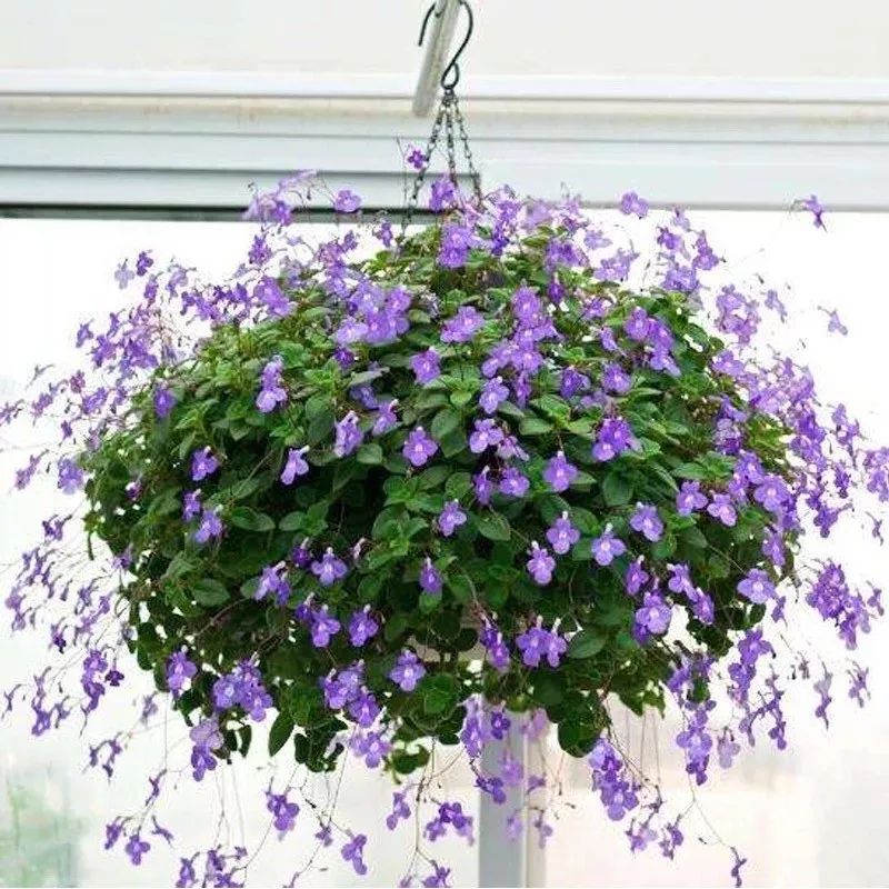 懒人室内养花就养4款开花机器,懒人专属开花机器花儿天天开爆盆