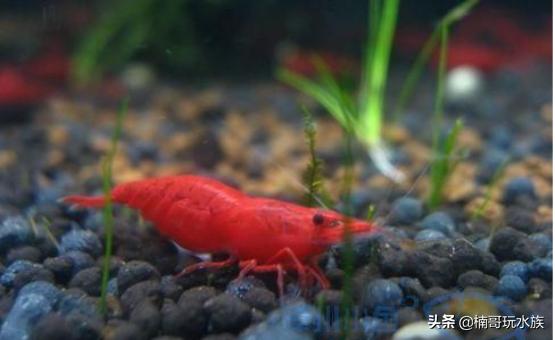 观赏虾的养殖方法图解,养观赏虾的正确方法和注意事项