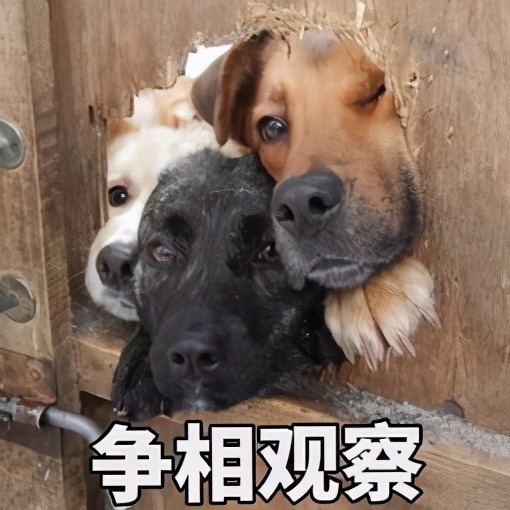 情侣大床房还是双人床,情侣住酒店该不该住大床房