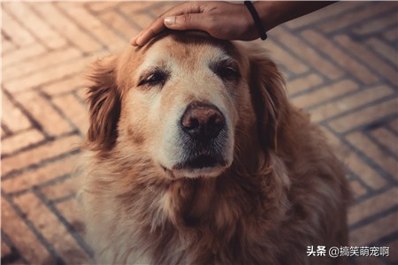 养宠物必备小知识必看,养宠物的必备指南